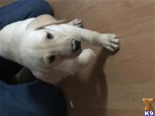 labrador retriever puppy posted by Pat5812