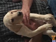 labrador retriever puppy posted by Pat5812