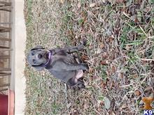 weimaraner puppy posted by Patriciaerut