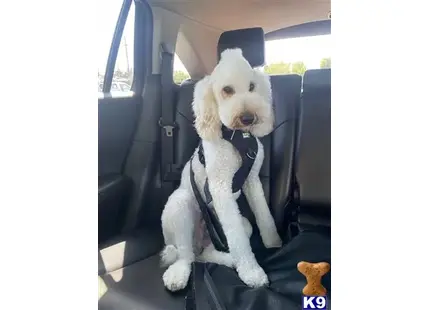 marley available Poodle puppy located in TRACY