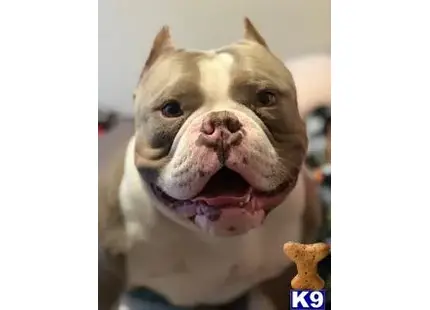 Blueface Tri available American Bully puppy located in MODESTO