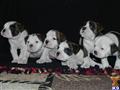 valley bulldog puppy posted by Pattysboxers