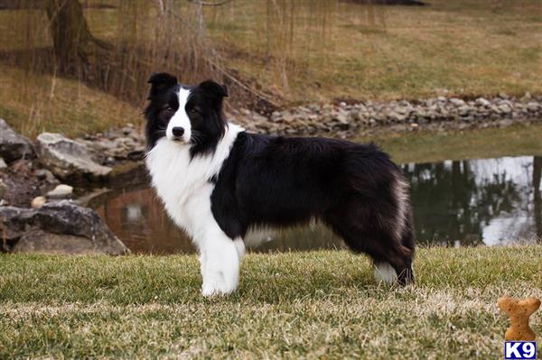 collie stud
