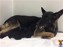 german shepherd puppy posted by PendragonAcres