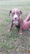 american pit bull puppy posted by Penny43