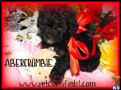 Maltipoo puppy for sale
