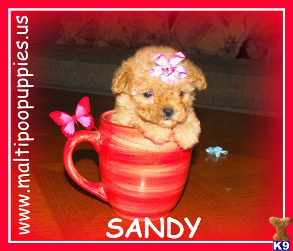 Maltipoo puppy for sale