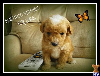 Maltipoo puppy for sale