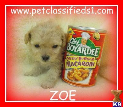Maltipoo puppy for sale