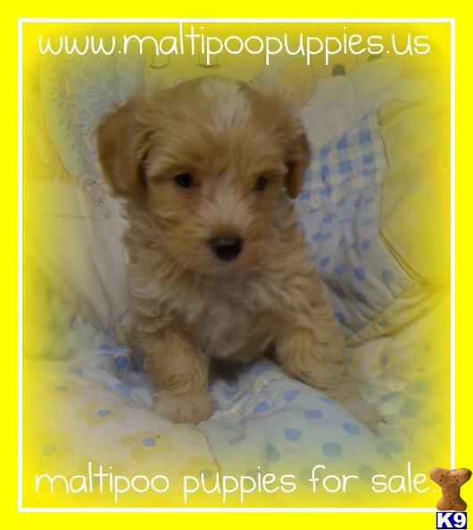 Maltipoo puppy for sale