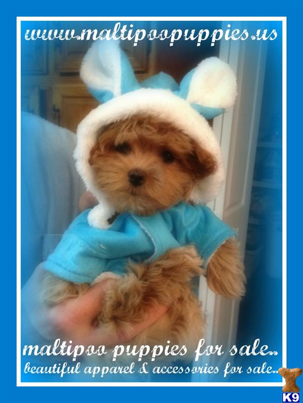 Maltipoo puppy for sale