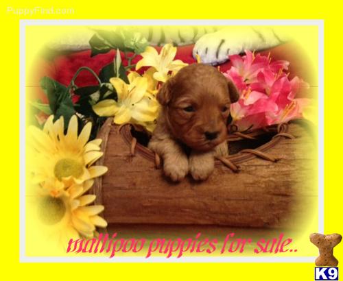 Maltipoo puppy for sale