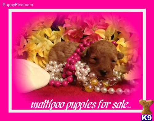 Maltipoo puppy for sale