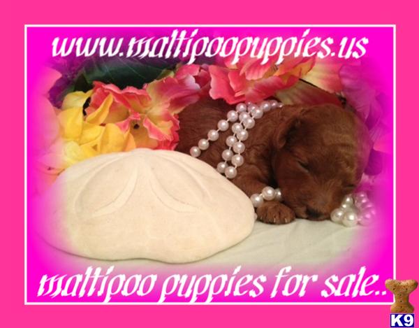 Maltipoo puppy for sale