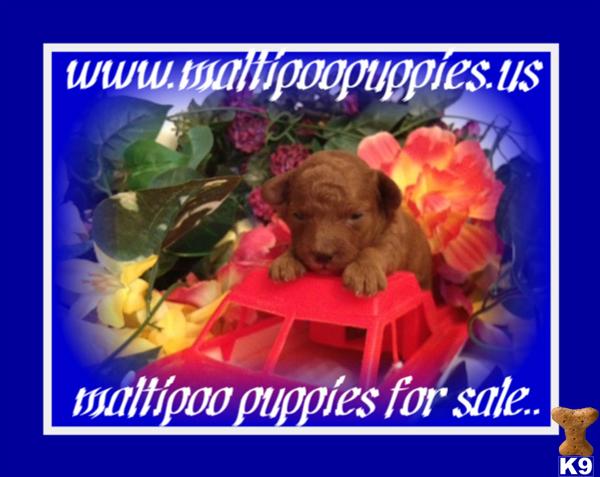 Maltipoo puppy for sale