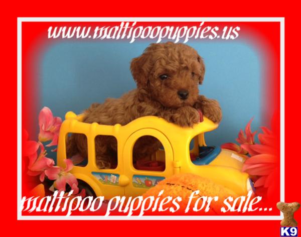 Maltipoo puppy for sale