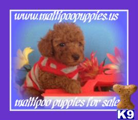 Maltipoo puppy for sale
