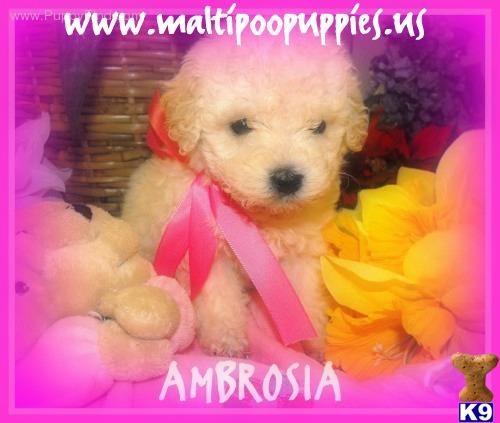 Maltipoo puppy for sale