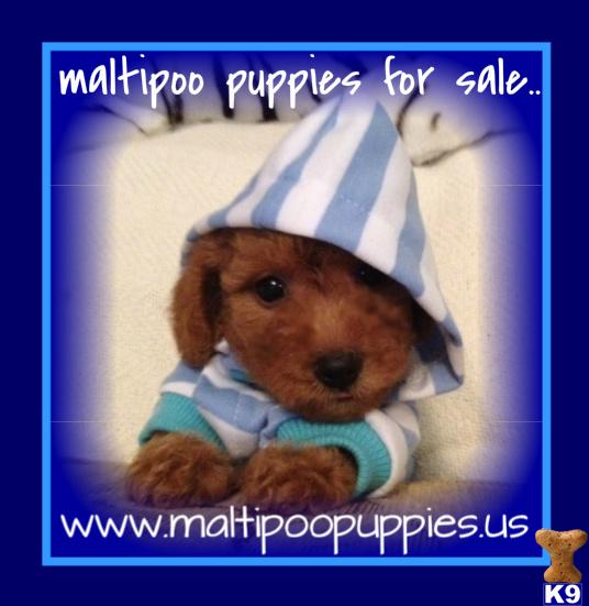 Maltipoo puppy for sale