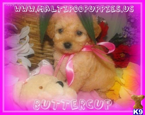 Maltipoo puppy for sale