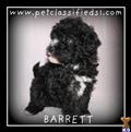 Maltipoo