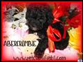 Maltipoo