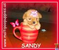 Maltipoo