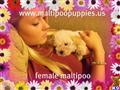 Maltipoo