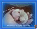 Maltipoo