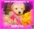 Maltipoo
