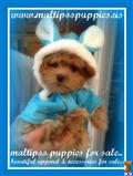 Maltipoo