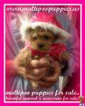 Maltipoo