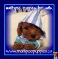 Maltipoo
