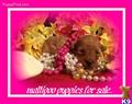Maltipoo