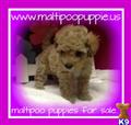 Maltipoo