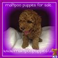 Maltipoo