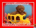 Maltipoo