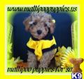 Maltipoo