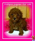 Maltipoo