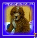 Maltipoo