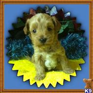 Maltipoo