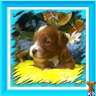 Maltipoo