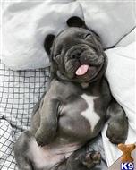 french bulldog puppy posted by Peter756