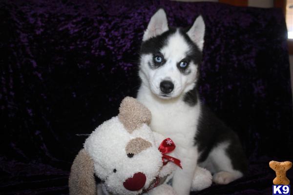 puppies for sale in fort myers 500 server error puppies for sale in fort myers 500 server error