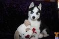 siberian husky puppy posted by Petplanetfortmyers