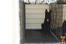 german shepherd puppy posted by Phil_ort