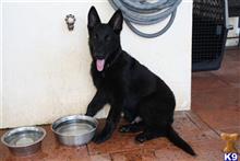german shepherd puppy posted by Phil_ort