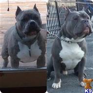 Rambo available American Pit Bull puppy located in West Orange