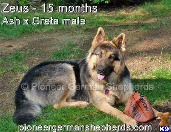 big boned german shepherd puppies for sale german shepherd puppy for sale large boned german shepherd puppies 5 years big boned german shepherd puppies for sale german shepherd puppy for sale large boned german shepherd puppies 5 years