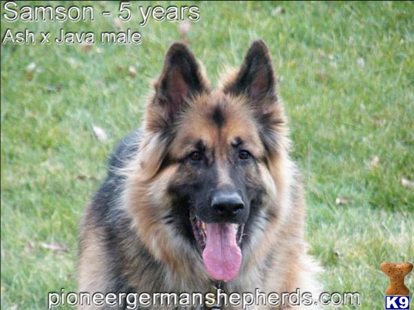big boned german shepherd puppies for sale german shepherd puppy for sale large boned german shepherd puppies 5 years big boned german shepherd puppies for sale german shepherd puppy for sale large boned german shepherd puppies 5 years